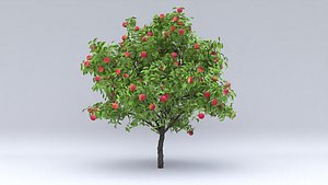 3D peach hight fruits model