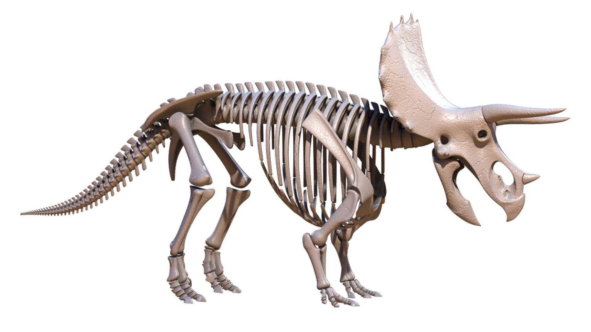 Triceratops Skeleton 3d Model