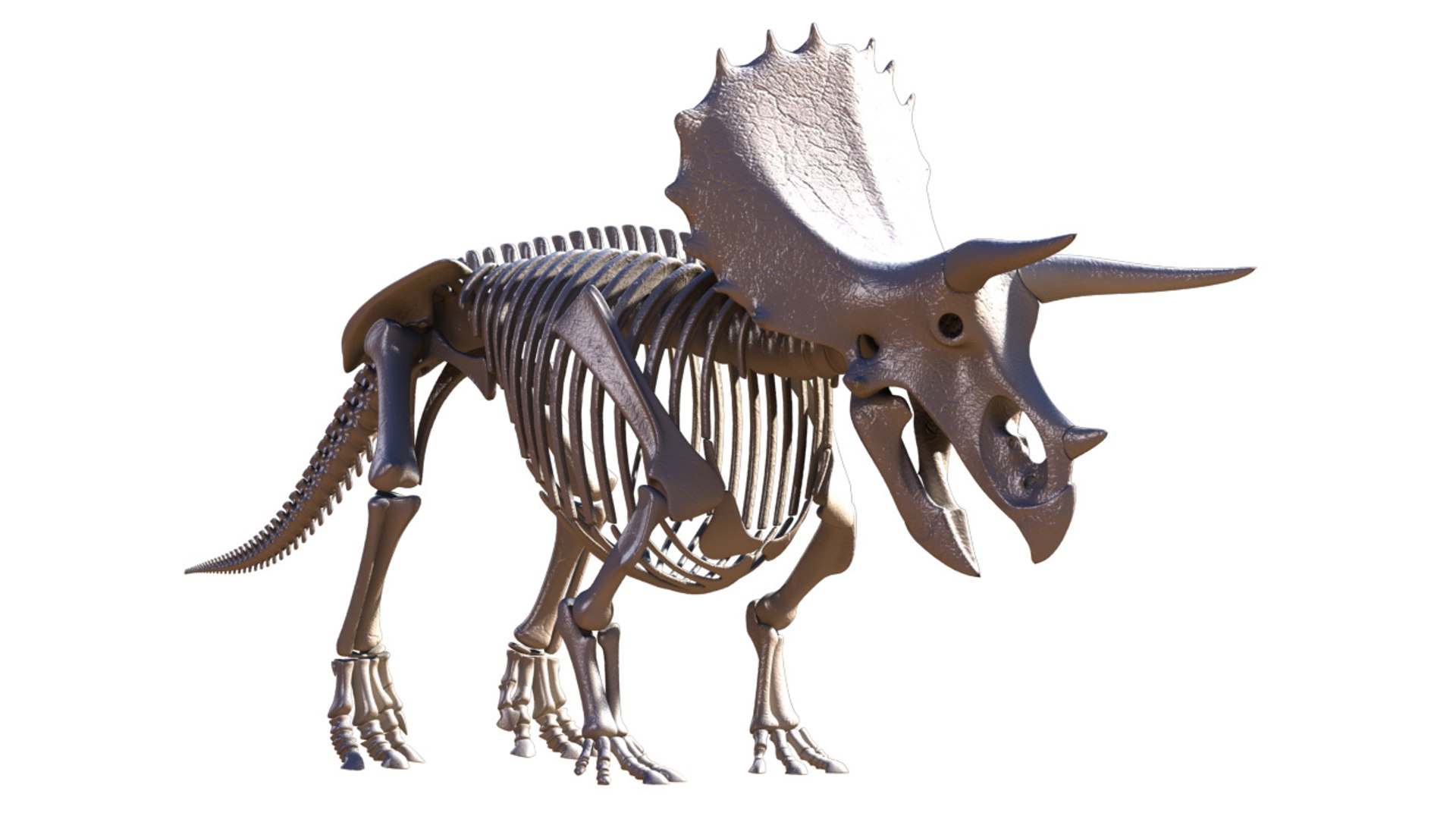 Triceratops Skeleton 3d Model