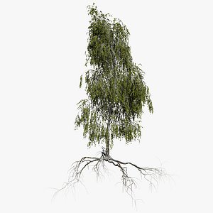 3D birch summer 4 tree
