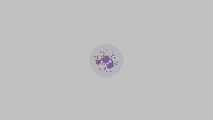 Neutrophil