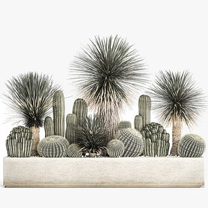 Cactus set in a concrete flowerpot for the interior 1099