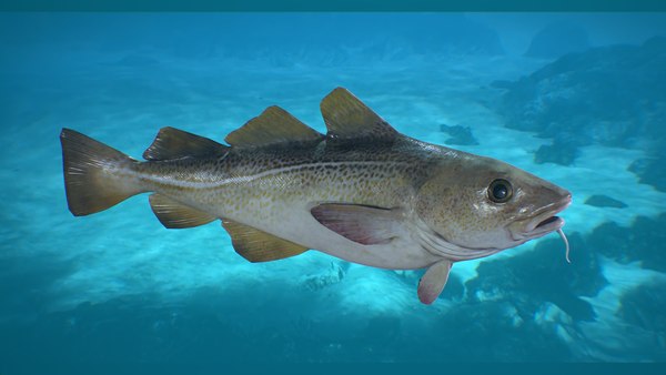 3D Cod Fish Low-poly 3D model model - TurboSquid 1981849