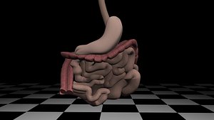bowel stomach c4d