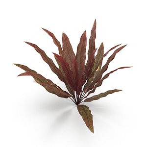 Barclaya longifolia 3D