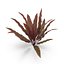Barclaya longifolia 3D