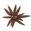 Barclaya longifolia 3D