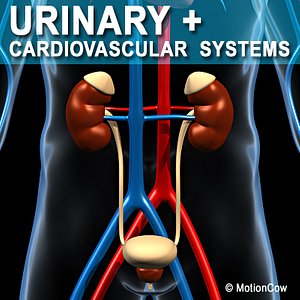 anatomy male urinary human organ obj
