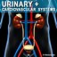 anatomy male urinary human organ obj