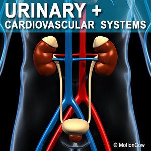 Human Urinary System