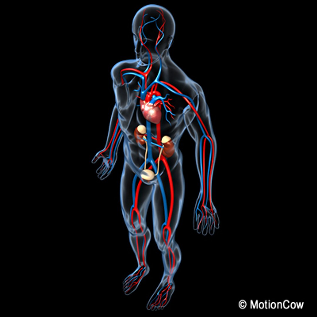 anatomy male urinary human organ obj https://p.turbosquid.com/ts-thumb/s4/mblkot/6X7oveHs/urinary_e/jpg/1279614237/1920x1080/fit_q87/4916fe5a82b8e974cfb6b1faa7376824b35fc5ba/urinary_e.jpg