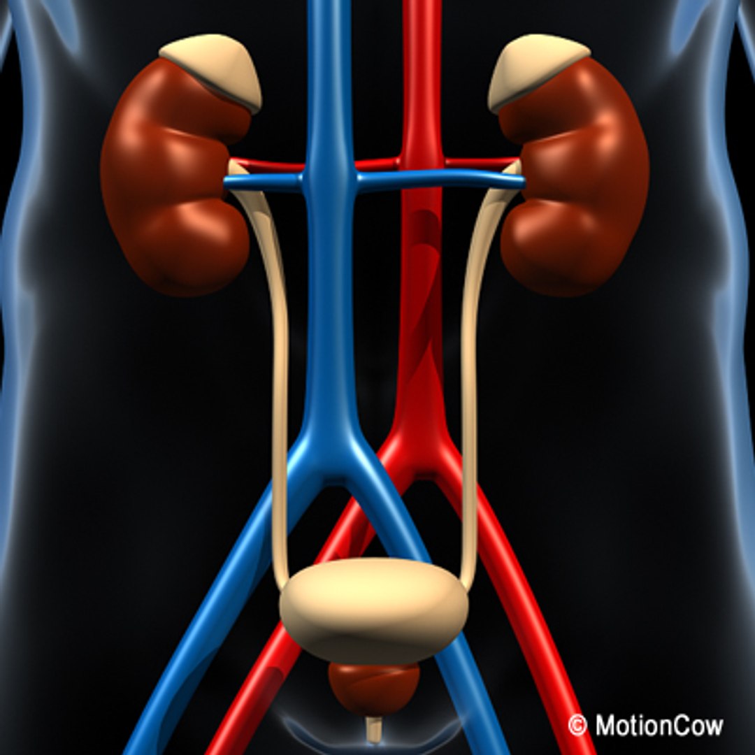anatomy male urinary human organ obj https://p.turbosquid.com/ts-thumb/s4/mblkot/UKQ39i9y/urinary_c/jpg/1279614237/1920x1080/fit_q87/c8f1627bb1b706b910a6a52123a5d831ae82133d/urinary_c.jpg