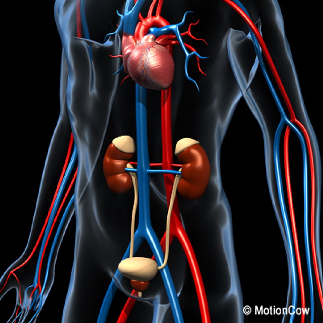 anatomy male urinary human organ obj https://p.turbosquid.com/ts-thumb/s4/mblkot/UX32uSM0/urinary_b/jpg/1279614237/1920x1080/fit_q87/b907a3aa99ebabcf69135c6fabc4cd8a34927bf8/urinary_b.jpg
