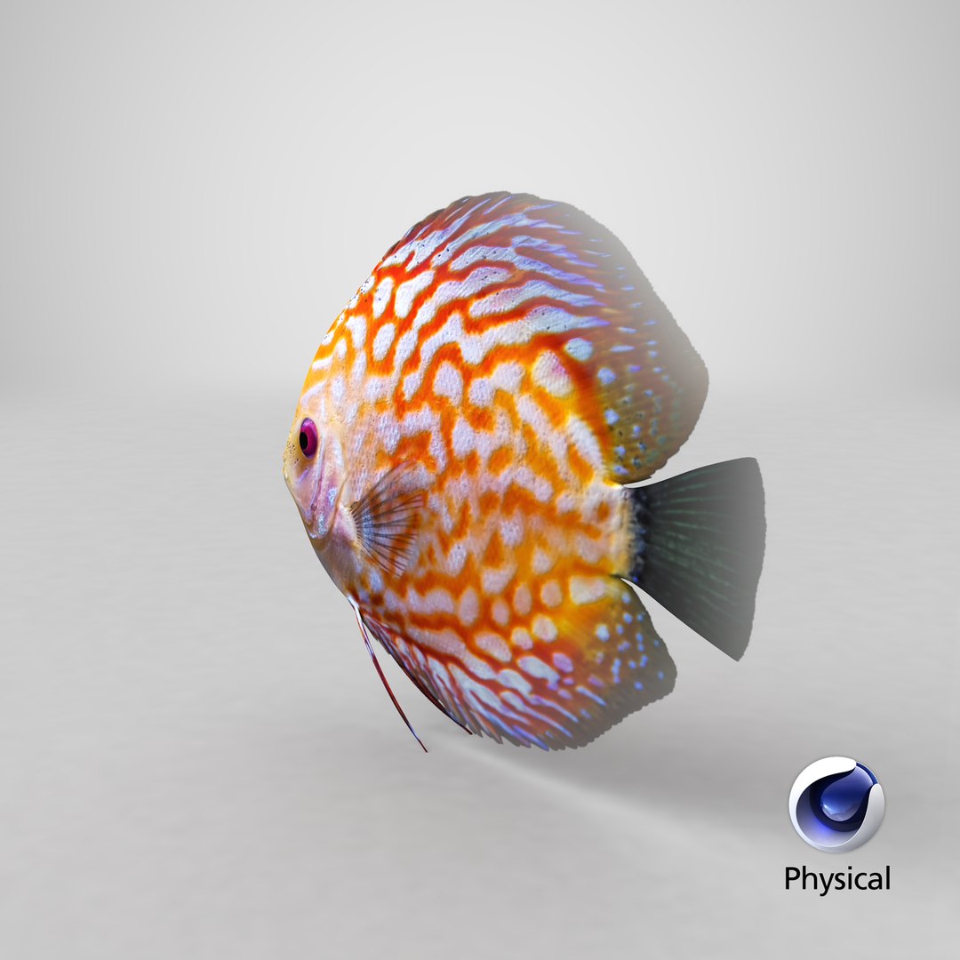 3D Discus Fish 2 Scanline Model - TurboSquid 1186479