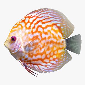 Discus Fish 2