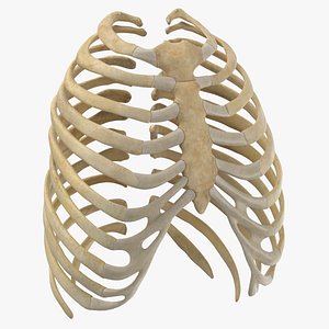 3D human rib thoracic cage anatomy