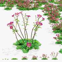 Saxifraga x arendsii flowers