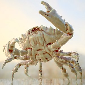 3d model of alien crab rigged