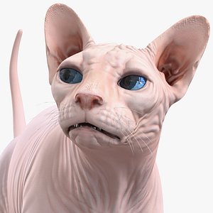 Cream Sphynx Cat Rigged for Maya