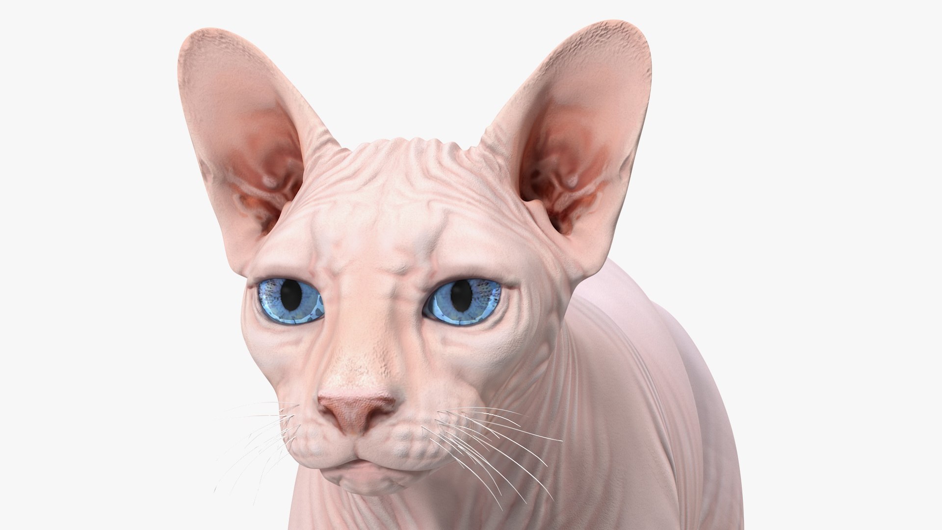 3D cream sphynx cat rigged https://p.turbosquid.com/ts-thumb/s4/xrR2mU/SkImckyN/creamsphynxcatriggedvray3dmodel018/jpg/1606342366/1920x1080/fit_q87/50d8a932816f3a8a4c105a1332b422c7c239f403/creamsphynxcatriggedvray3dmodel018.jpg