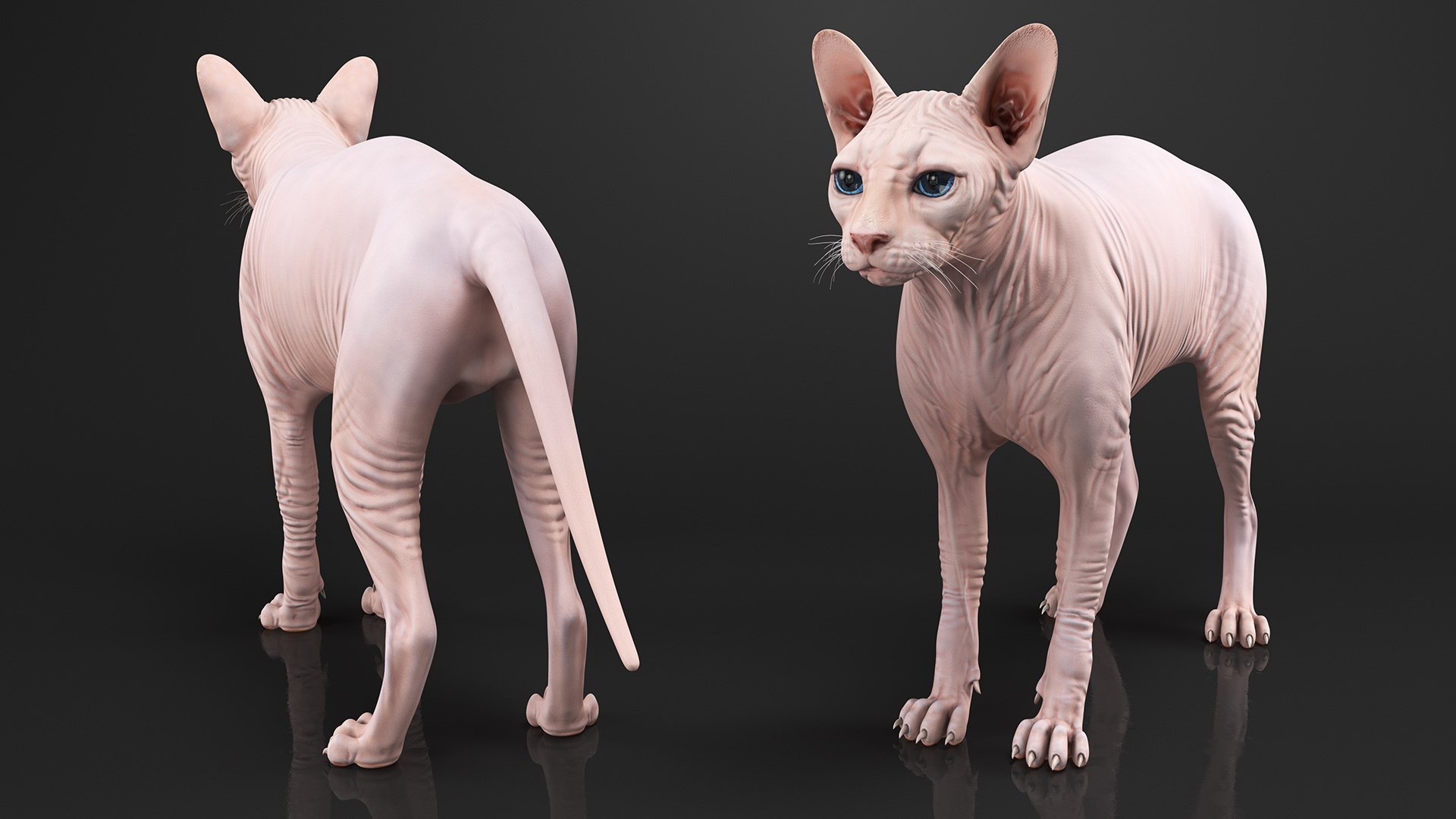 3D cream sphynx cat rigged https://p.turbosquid.com/ts-thumb/s4/xrR2mU/a2qzsSec/creamsphynxcatriggedvray3dmodel013/jpg/1606342307/1920x1080/fit_q87/00a36c70a32909465b408aad648399d7a391c76c/creamsphynxcatriggedvray3dmodel013.jpg