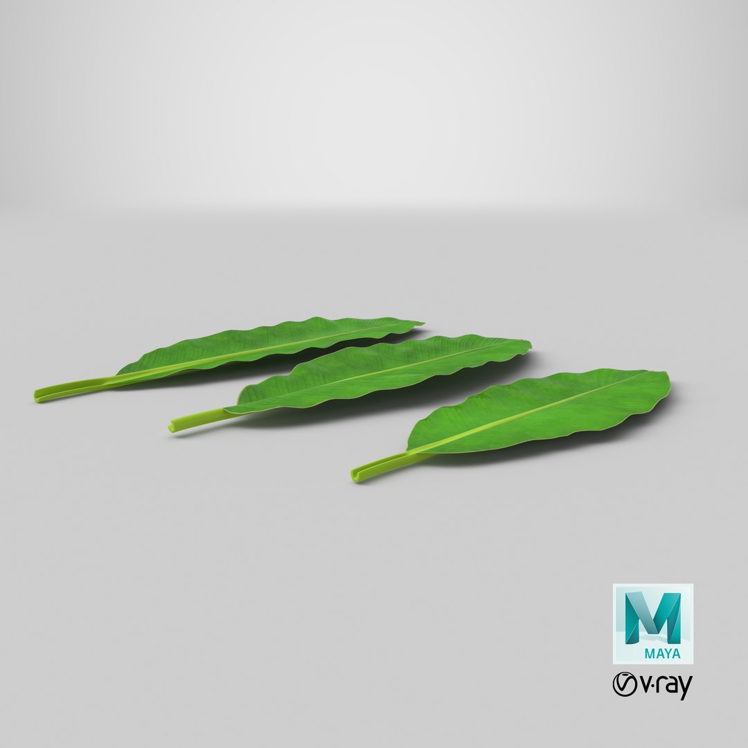 leaves banana tree 3D https://p.turbosquid.com/ts-thumb/s5/4hNGkH/0Db5vXml/stemcell_maya_vray_render/png/1595130629/1920x1080/fit_q87/e16f9144f1a0fa9149d01e29fad12f68b083efa3/stemcell_maya_vray_render.jpg