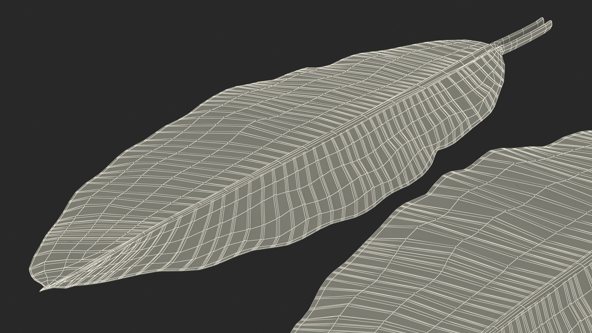 leaves banana tree 3D https://p.turbosquid.com/ts-thumb/s5/4hNGkH/0sqev2Tw/leavesfrombananatree3dmodel022/jpg/1591441440/1920x1080/fit_q87/b85acfbb0fb033856a1e7d2d634ffbf33f2d553c/leavesfrombananatree3dmodel022.jpg