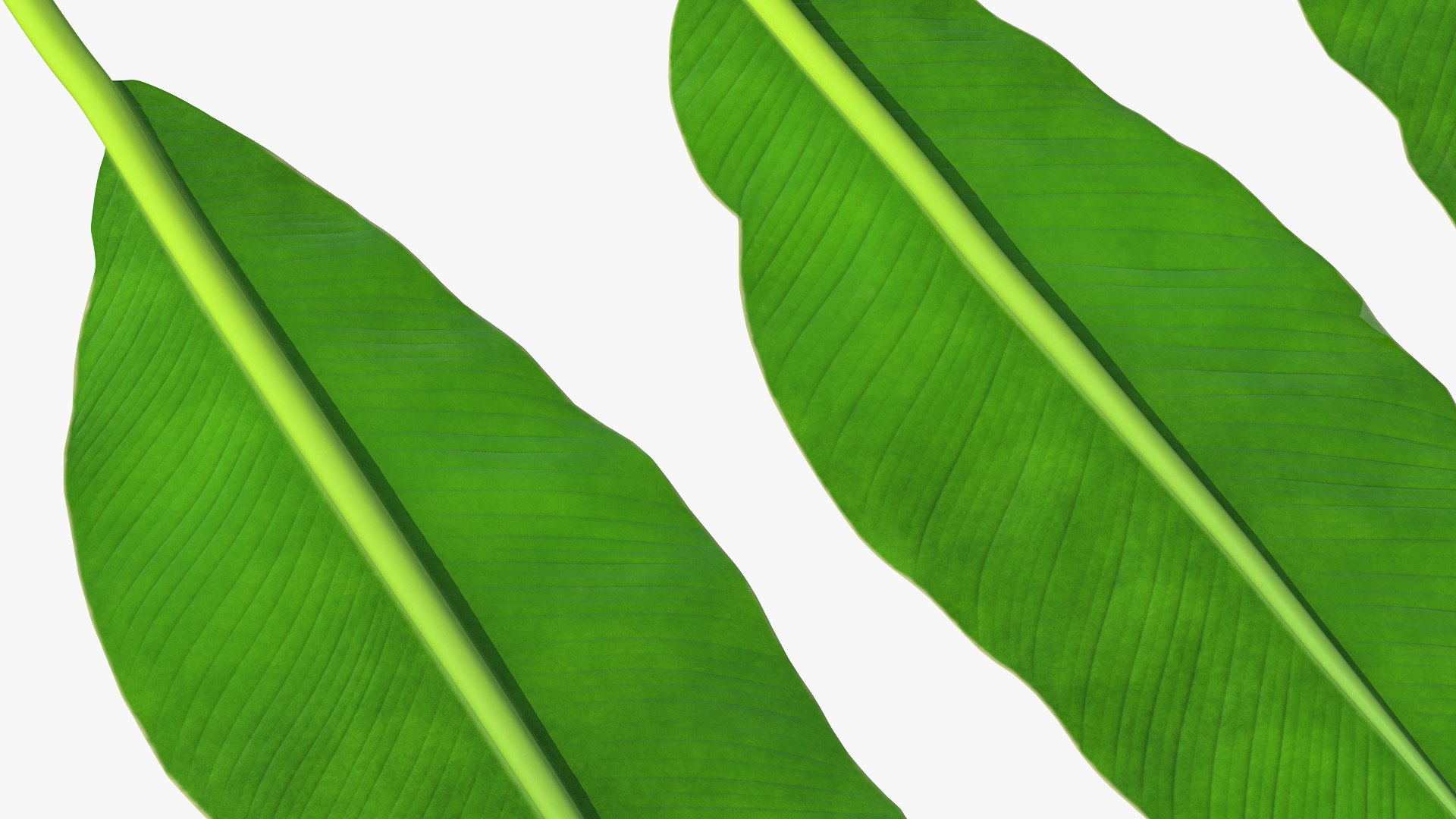 leaves banana tree 3D https://p.turbosquid.com/ts-thumb/s5/4hNGkH/7GcIHItx/leavesfrombananatree3dmodel007/jpg/1591441300/1920x1080/fit_q87/c67fc5a3f04bb7c1ce80199587a1f34b68539578/leavesfrombananatree3dmodel007.jpg