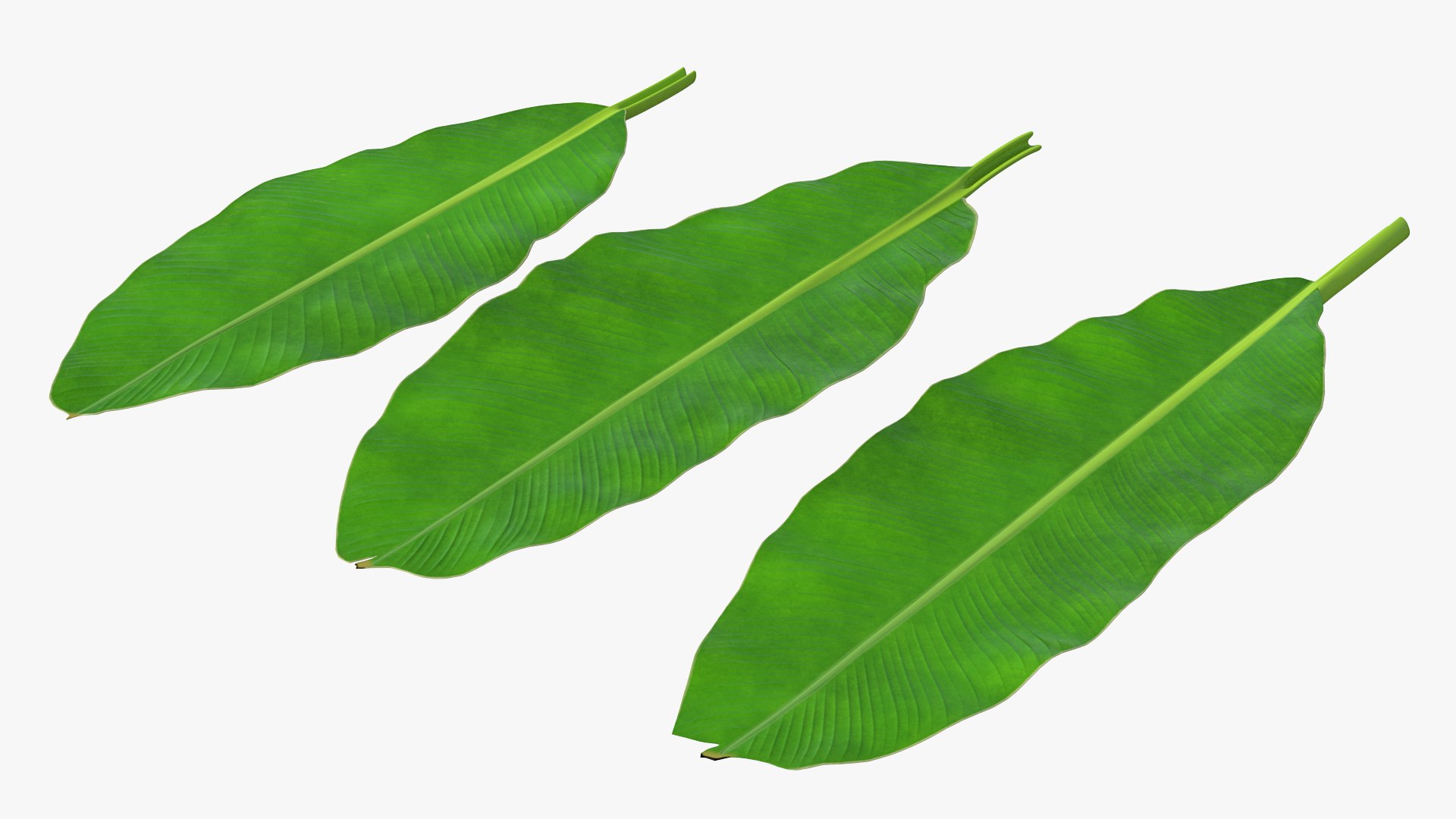 leaves banana tree 3D https://p.turbosquid.com/ts-thumb/s5/4hNGkH/P1RzXcBN/leavesfrombananatree3dmodel001/jpg/1591441241/1920x1080/fit_q87/3a5d49304229dc104329bbe9f8578dc032bfc9a7/leavesfrombananatree3dmodel001.jpg