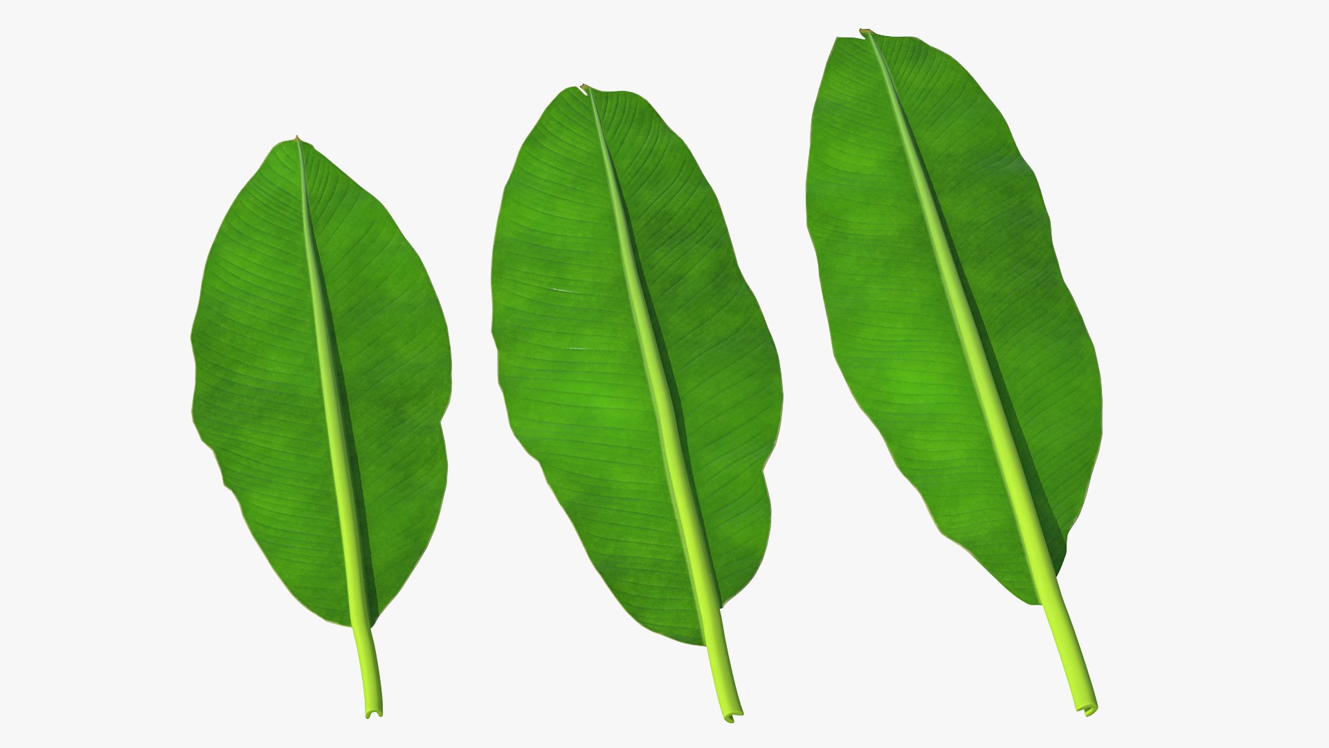 leaves banana tree 3D https://p.turbosquid.com/ts-thumb/s5/4hNGkH/SzwyysII/leavesfrombananatree3dmodel005/jpg/1591441282/1920x1080/fit_q87/b3b813a511b05569e0a2ec77521bb58392a363cb/leavesfrombananatree3dmodel005.jpg