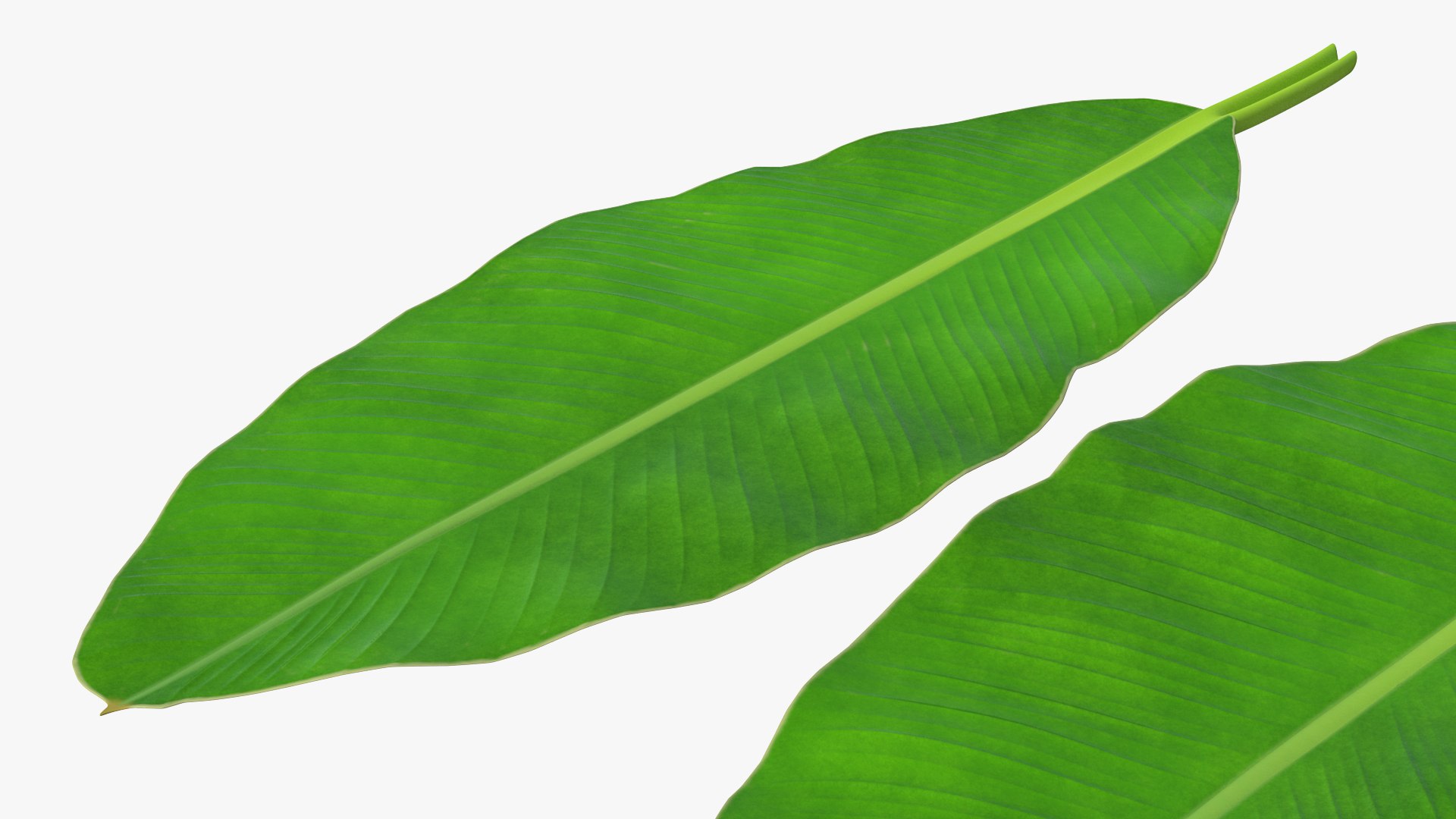 leaves banana tree 3D https://p.turbosquid.com/ts-thumb/s5/4hNGkH/ZvSeBAS4/leavesfrombananatree3dmodel008/jpg/1591441309/1920x1080/fit_q87/2d6729f8d94472dd97317c164cc9f31713d03a24/leavesfrombananatree3dmodel008.jpg