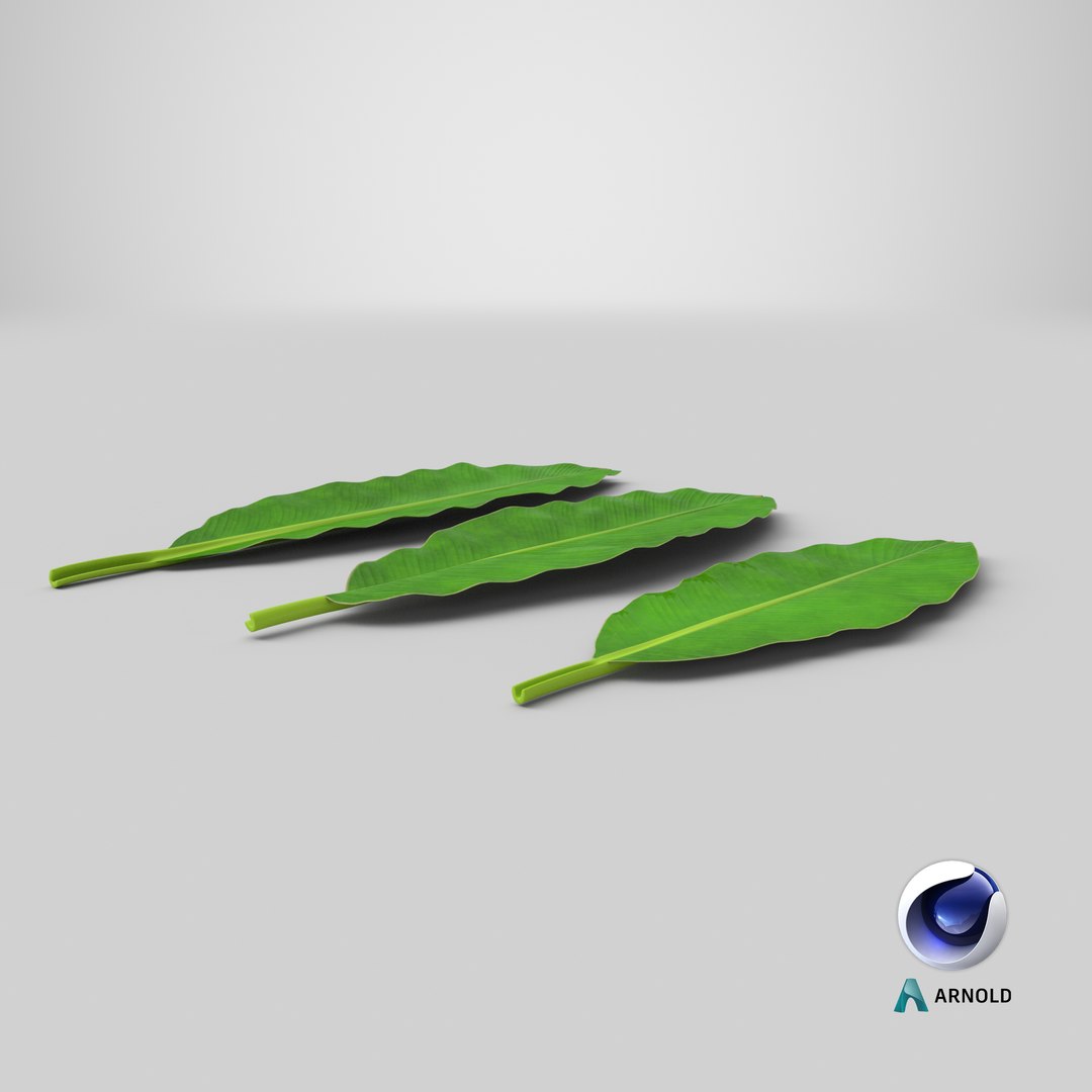 leaves banana tree 3D https://p.turbosquid.com/ts-thumb/s5/4hNGkH/apc9MnQt/stemcell_cinema_4d_arnold_render/png/1595130605/1920x1080/fit_q87/0a73df309d2ed0b29c5b5006e8d00abb403ccc12/stemcell_cinema_4d_arnold_render.jpg