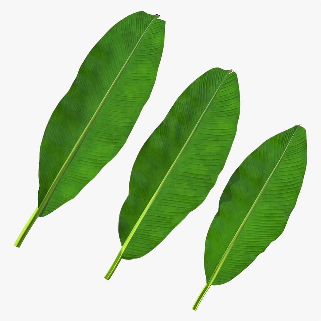 Leaves from Banana Tree 3D model preview