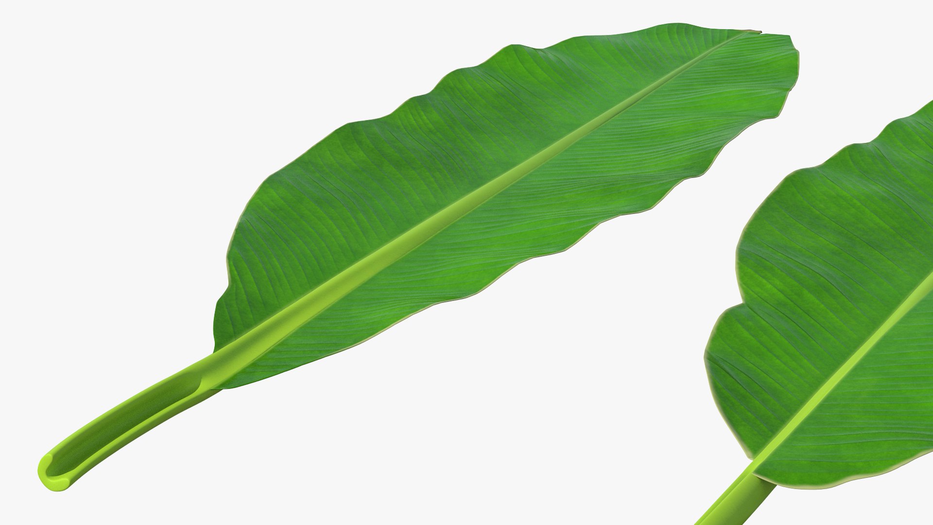 leaves banana tree 3D https://p.turbosquid.com/ts-thumb/s5/4hNGkH/iHzrftwJ/leavesfrombananatree3dmodel009/jpg/1591441318/1920x1080/fit_q87/b1417f2d076bb692a537e65a543994e9d5bfa17c/leavesfrombananatree3dmodel009.jpg