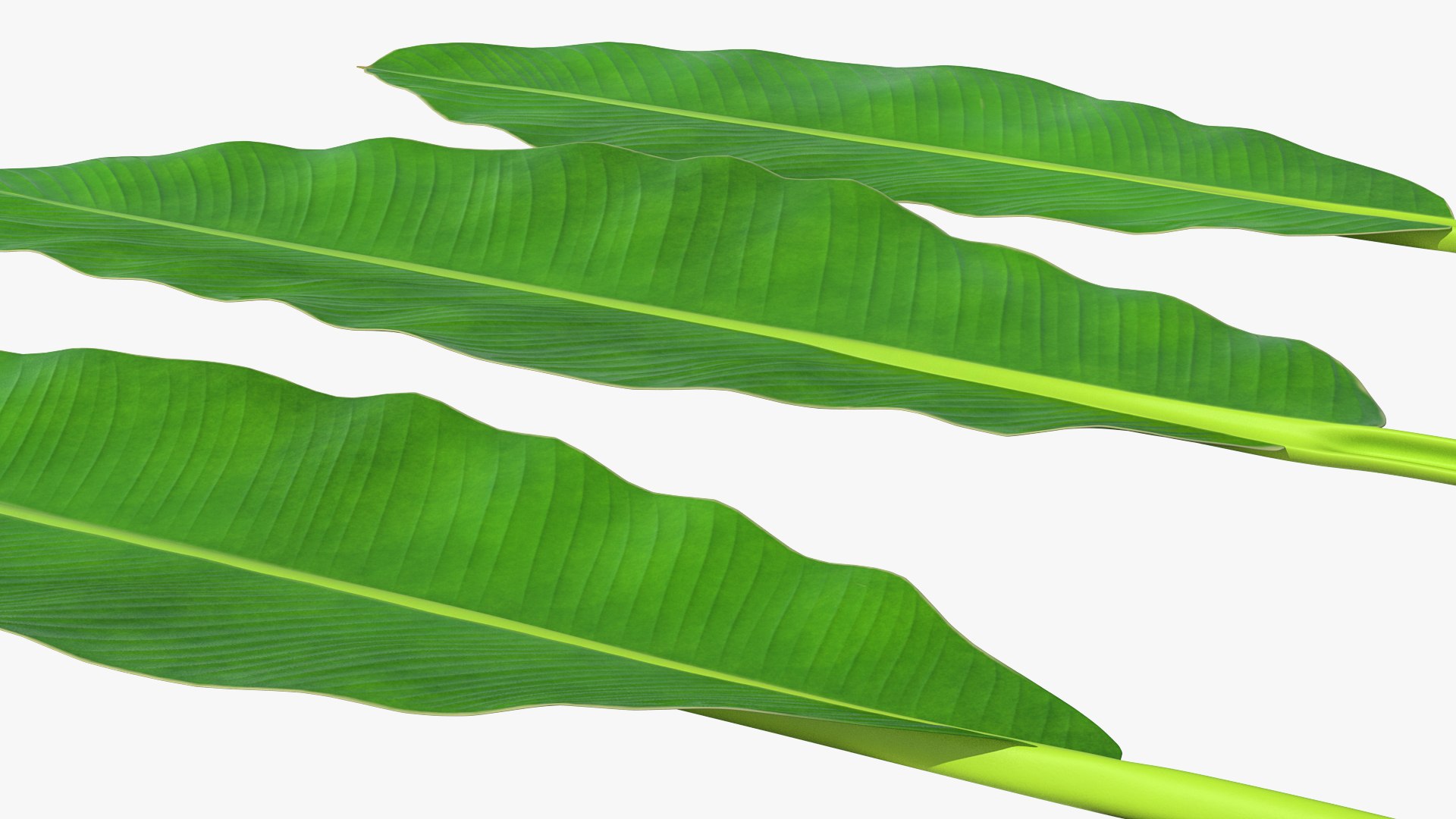 leaves banana tree 3D https://p.turbosquid.com/ts-thumb/s5/4hNGkH/j1DwnU6t/leavesfrombananatree3dmodel006/jpg/1591441291/1920x1080/fit_q87/604976588cb6c1c245dfa24fb2b3182f98767077/leavesfrombananatree3dmodel006.jpg