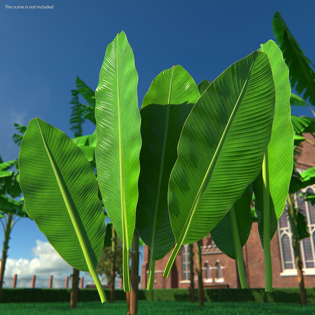 leaves banana tree 3D https://p.turbosquid.com/ts-thumb/s5/4hNGkH/k576BzDj/leavesfrombananatree3dmodel002/jpg/1591441252/1920x1080/fit_q87/dbb290d13dffc3c2dc0029d077c05d13dd69d5d0/leavesfrombananatree3dmodel002.jpg