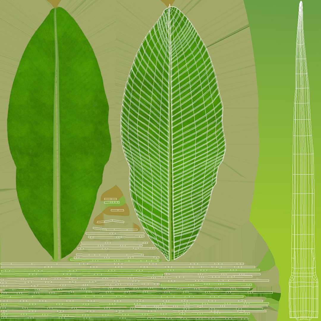leaves banana tree 3D https://p.turbosquid.com/ts-thumb/s5/4hNGkH/mCJCjUMk/leavesfrombananatree3dmodel013/jpg/1591441355/1920x1080/fit_q87/473c5eff8aa7a81e74c3fd2af7c33d1d80da4426/leavesfrombananatree3dmodel013.jpg