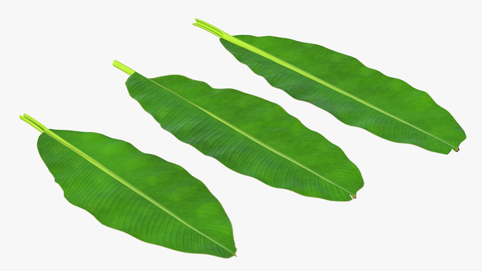 leaves banana tree 3D https://p.turbosquid.com/ts-thumb/s5/4hNGkH/rAZduDSS/leavesfrombananatree3dmodel004/jpg/1591441274/1920x1080/fit_q87/80fb8becd5d3eecf04bd8f7daf921efdf31789fe/leavesfrombananatree3dmodel004.jpg