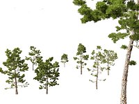 Pinus pinaster - Maritime pine