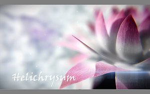 helichrysum flower max