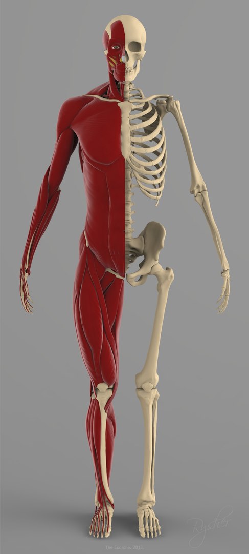 Precise Human Skeleton Muscles 3d Model