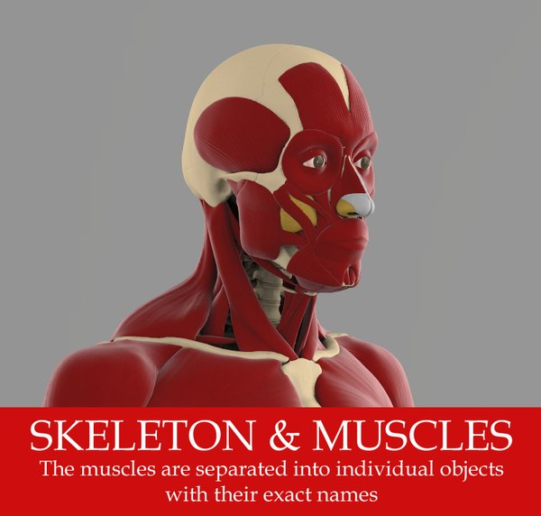 precise human skeleton muscles 3d model