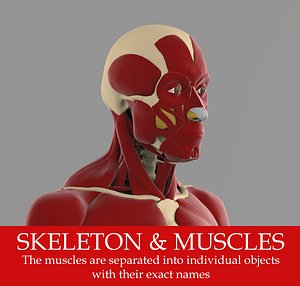 The ecorche Precise anatomy model of human skeleton with all muscles.