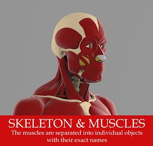 The ecorche Precise anatomy model of human skeleton with all muscles.