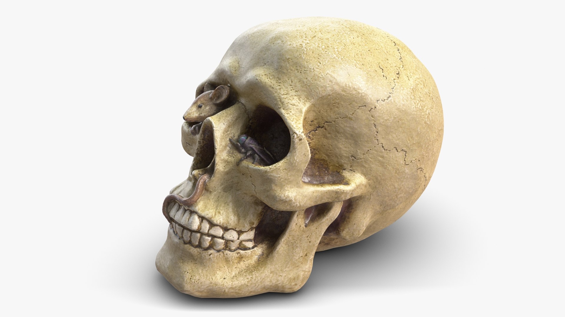 skull moneybox max https://p.turbosquid.com/ts-thumb/s5/BRJXTK/08yz28Vm/1_beauty_skullmoneybox_camera004_001/jpg/1573724166/1920x1080/fit_q87/327c8225a5001015f6e8954c58611aa87d9dd896/1_beauty_skullmoneybox_camera004_001.jpg