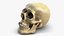 Skull Moneybox