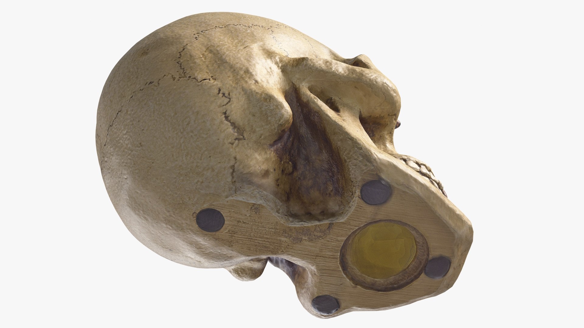 skull moneybox max https://p.turbosquid.com/ts-thumb/s5/BRJXTK/DsaExQf3/1_beauty_skullmoneybox_camera007_001/jpg/1573724166/1920x1080/fit_q87/b73398ddbdcf3a5984d6be7389b6df79c3e84947/1_beauty_skullmoneybox_camera007_001.jpg