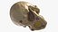 Skull Moneybox