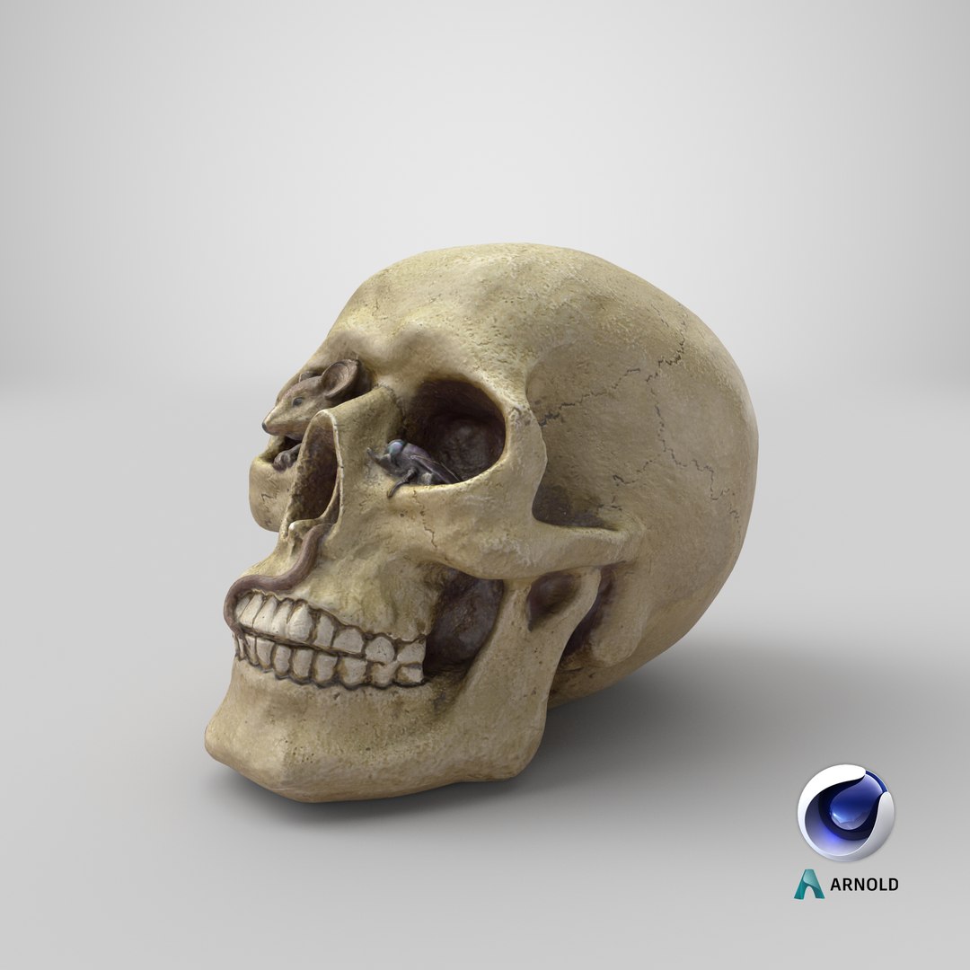 skull moneybox max https://p.turbosquid.com/ts-thumb/s5/BRJXTK/LGLWIWO7/stemcell_cinema_4d_arnold_render/png/1575494455/1920x1080/fit_q87/c01d8e8d134d257384700be4bc8afc47bc8d5b96/stemcell_cinema_4d_arnold_render.jpg