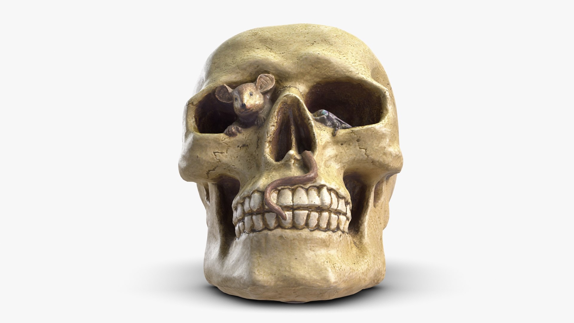 skull moneybox max https://p.turbosquid.com/ts-thumb/s5/BRJXTK/OgjNTMKP/1_beauty_skullmoneybox_camera009_001/jpg/1573724166/1920x1080/fit_q87/3e936d9ef4fa88aba9cd57fb3166c6faf5a01f33/1_beauty_skullmoneybox_camera009_001.jpg